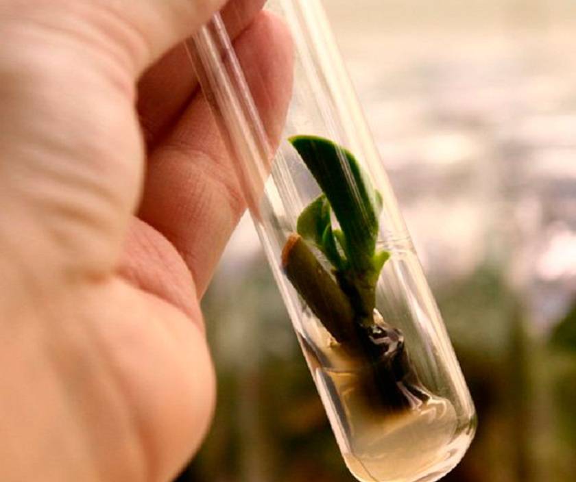 Рекомендации, как вырастить орхидею из семян