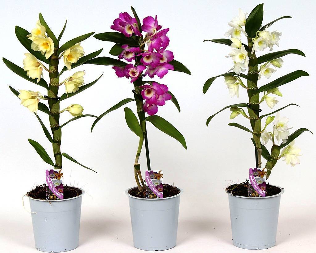 Орхидея дендробиум нобиле. выращивание и уход. пересадка и размножение