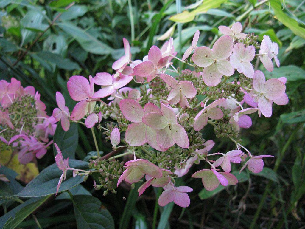 Гортензия пинк даймонд — описание сорта и его выращивание