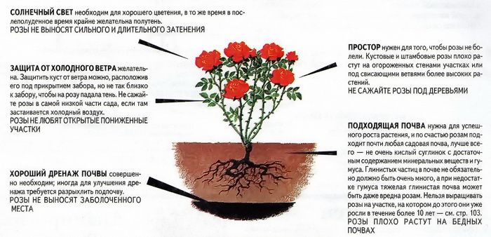 Цветущая герань: можно ли пересаживать и как ухаживать за растением после процедуры?