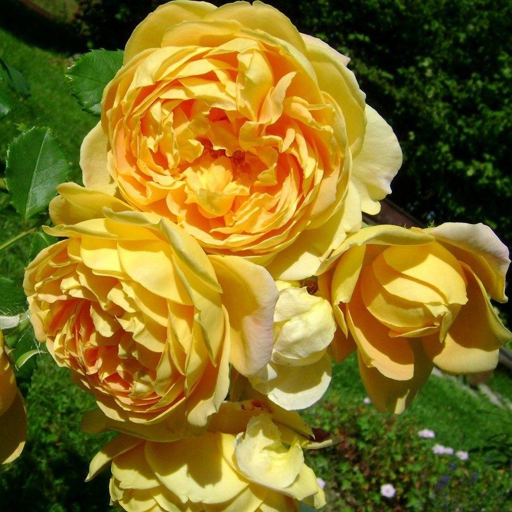 Роза golden celebration (голден селебрейшен) +фото
