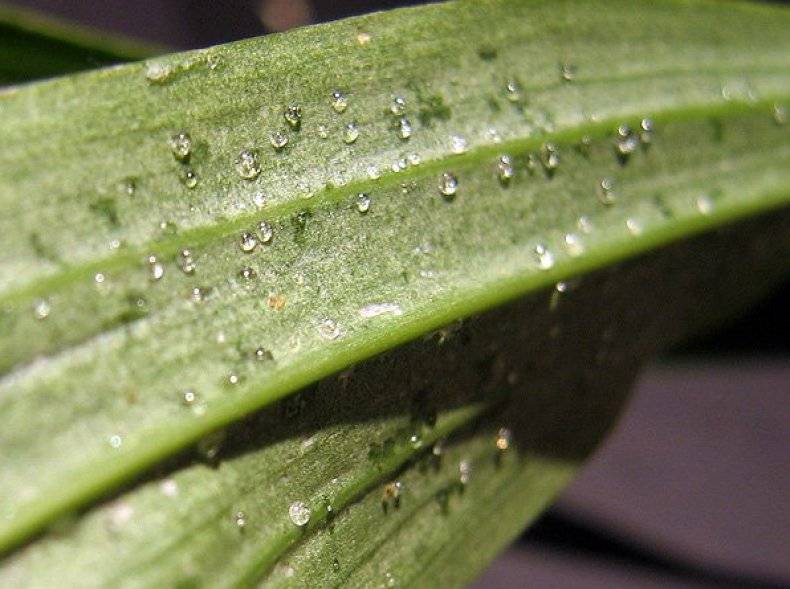На листьях орхидеи появились липкие капли, что делать: как лечить растение, почему оно может покрыться снизу белым налетом и чем его обработать, если это случилось?
