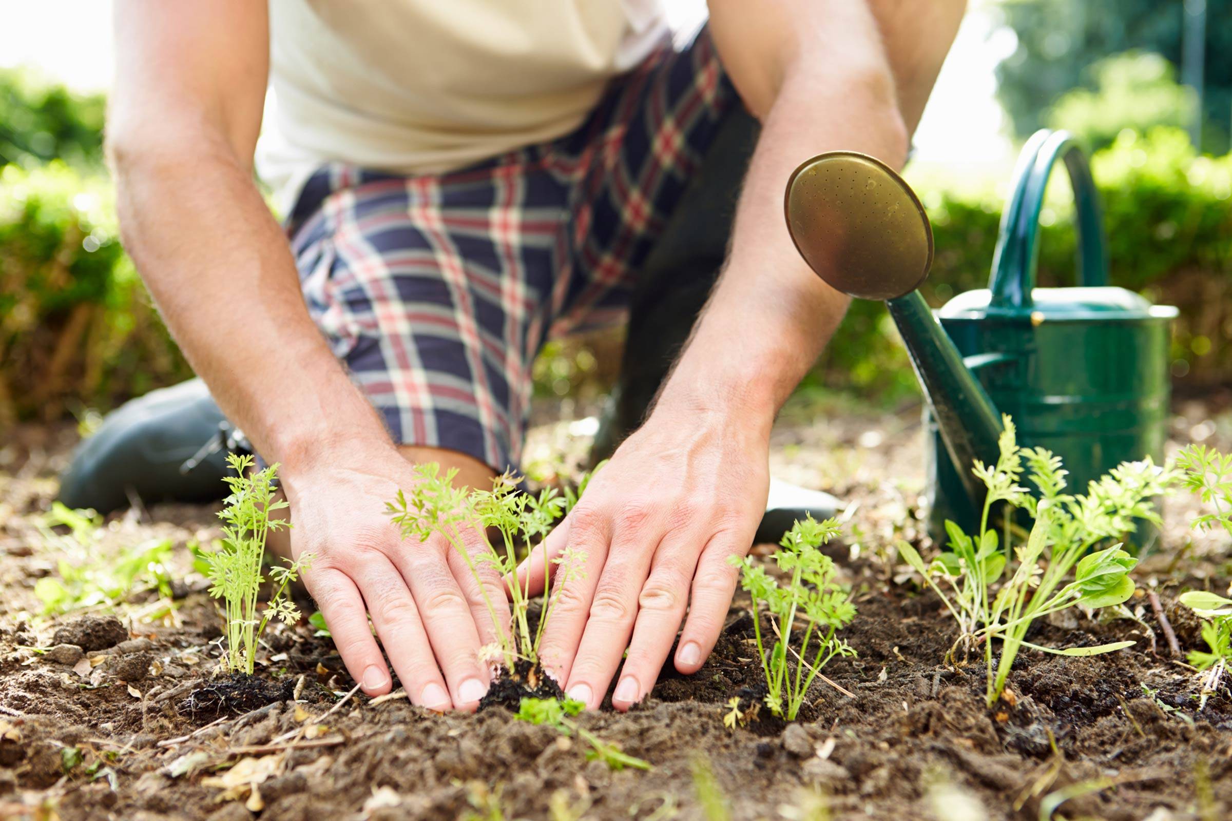 Садовод или садовник: в чем разница?