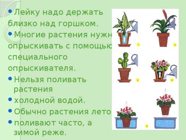 Полив комнатных растений. факторы, виды и способы полива комнатных растений | сад и огород.ру