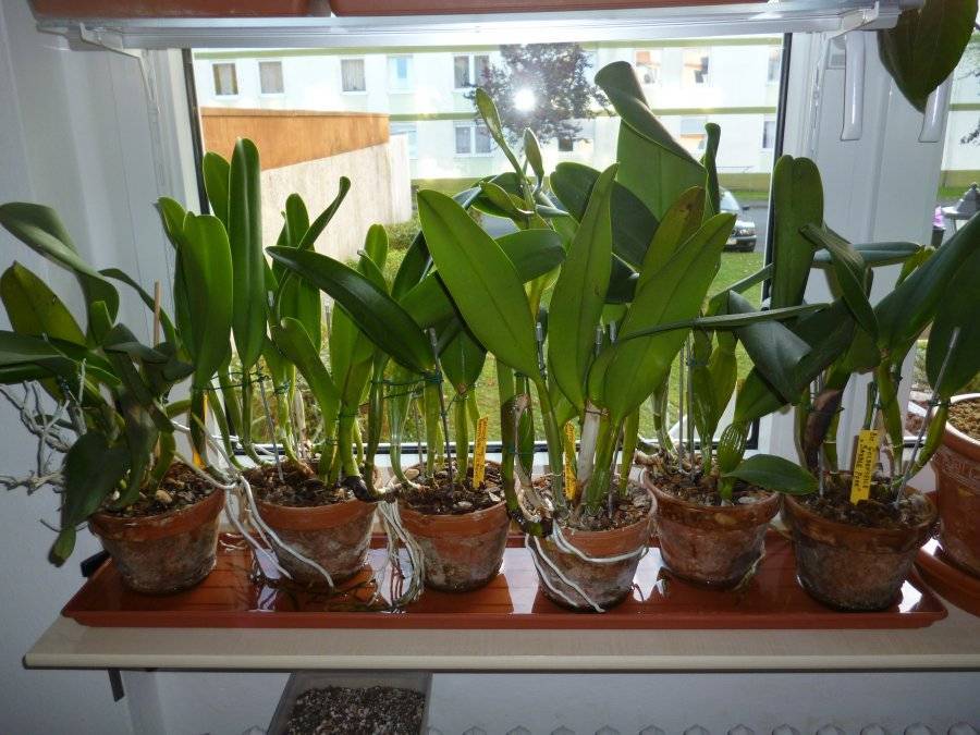Как вырастить орхидею каттлея дома на подоконнике — советы опытных цветоводов