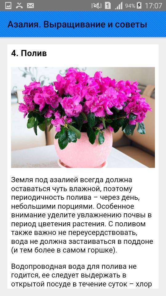 Цветок азалия: описание с фото, размножение, пересадка, особенности ухода, рекомендации и советы цветоводов - sadovnikam.ru