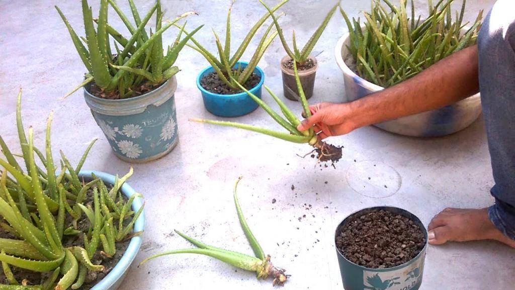 Условия выращивания алоэ в домашних условиях: как посадить без корней и из листка, как поливать, как укоренить и вырастить отростком, земля и грунт