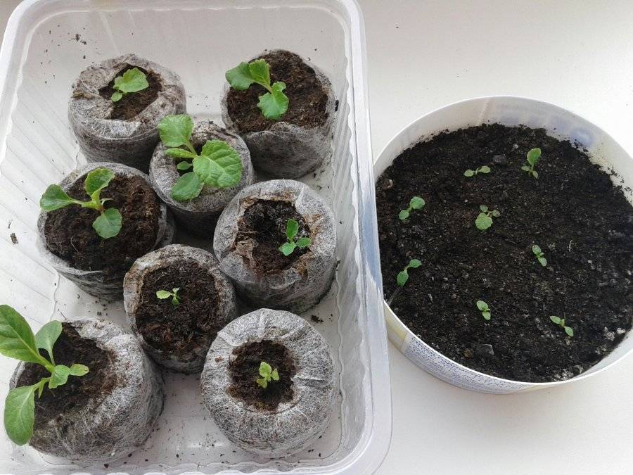 Примула мелкозубчатая — как выращивать дома