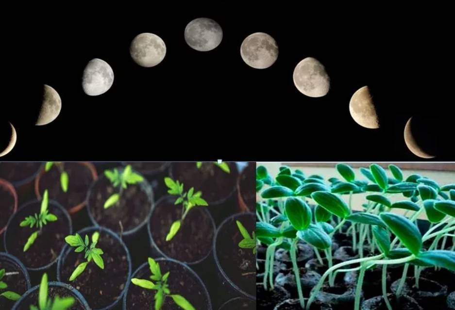 Раскрываем секрет: влияние луны на растения