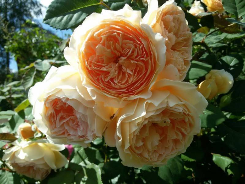 Роза принцесса маргарет (crown princess margareta, корона принцессы маргарет): описание и фото, отзывы о чайно-гибридном парковом сорте остина
