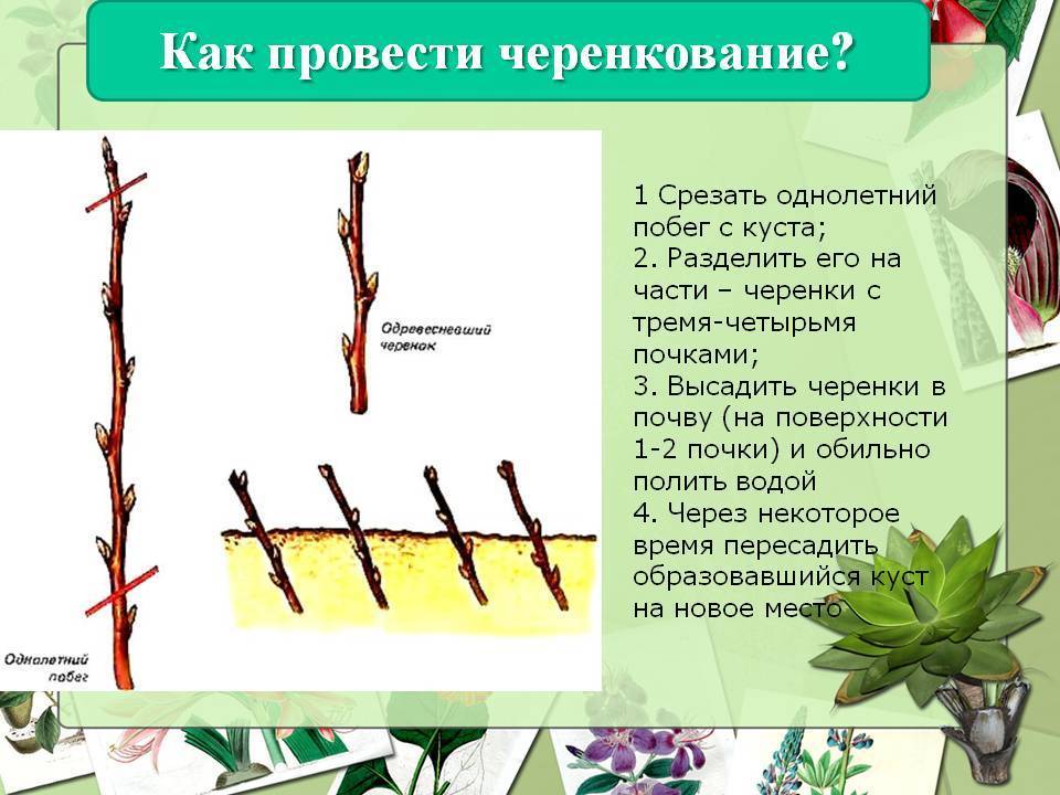 ᐉ как размножить форзицию черенками – пошаговая инструкция для новичков - hydrosad.ru