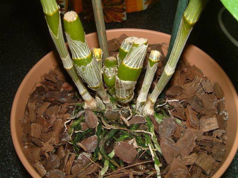 Орхидея дендробиум нобиле отцвела: что делать дальше, нужно ли обрезать побеги, каков уход после в домашних условиях, почему нет бутонов, как заставить появится?
