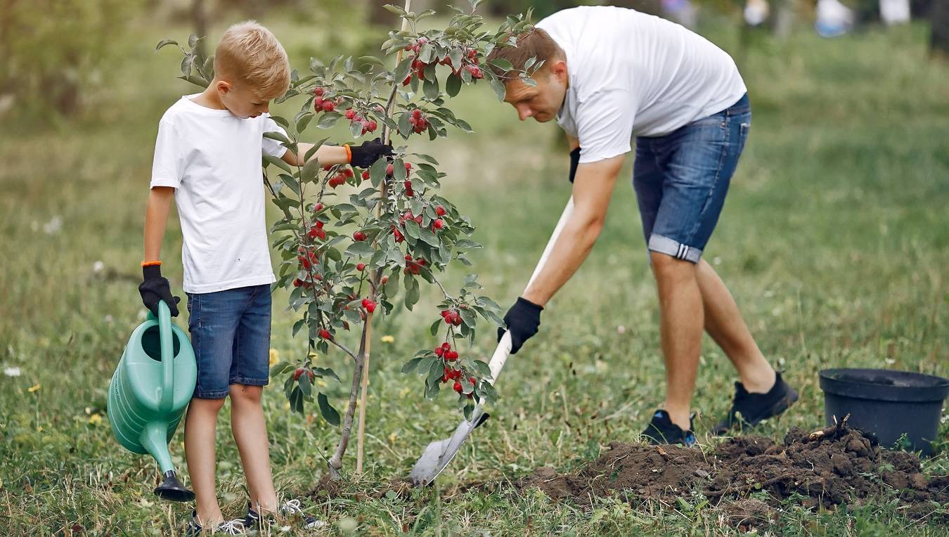 Как посадить дерево в пабге. Посадка деревьев. Люди сажают деревья. Семья сажает дерево. Дети сажают деревья.