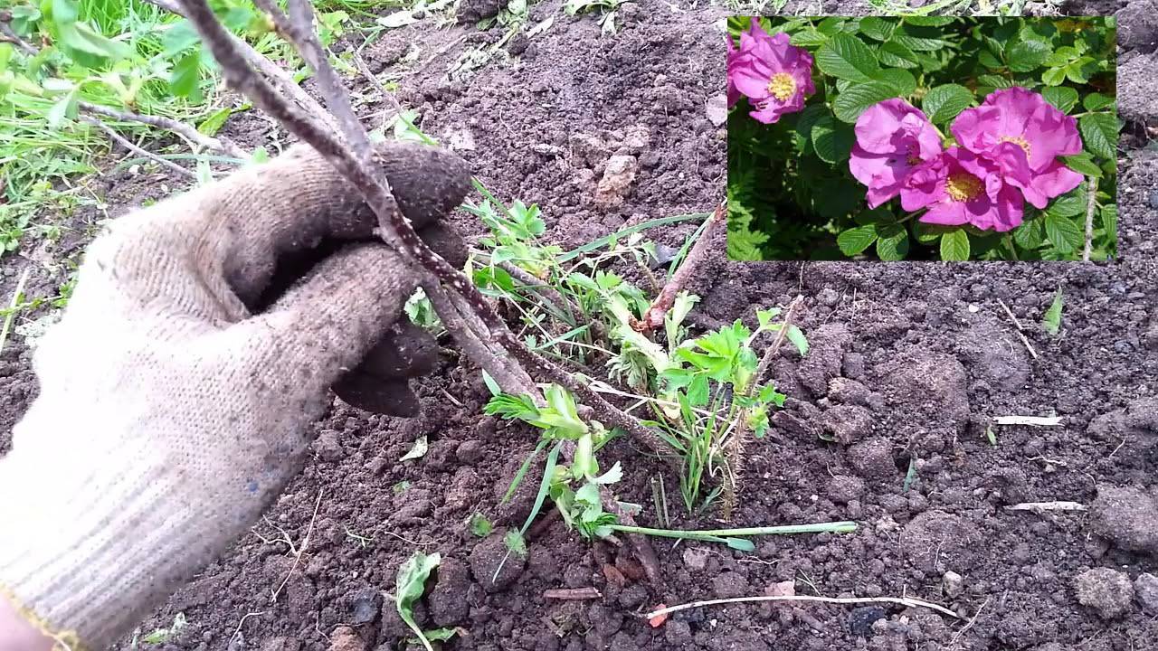 Почвопокровные розы: уход и выращивание, размножение и обрезка