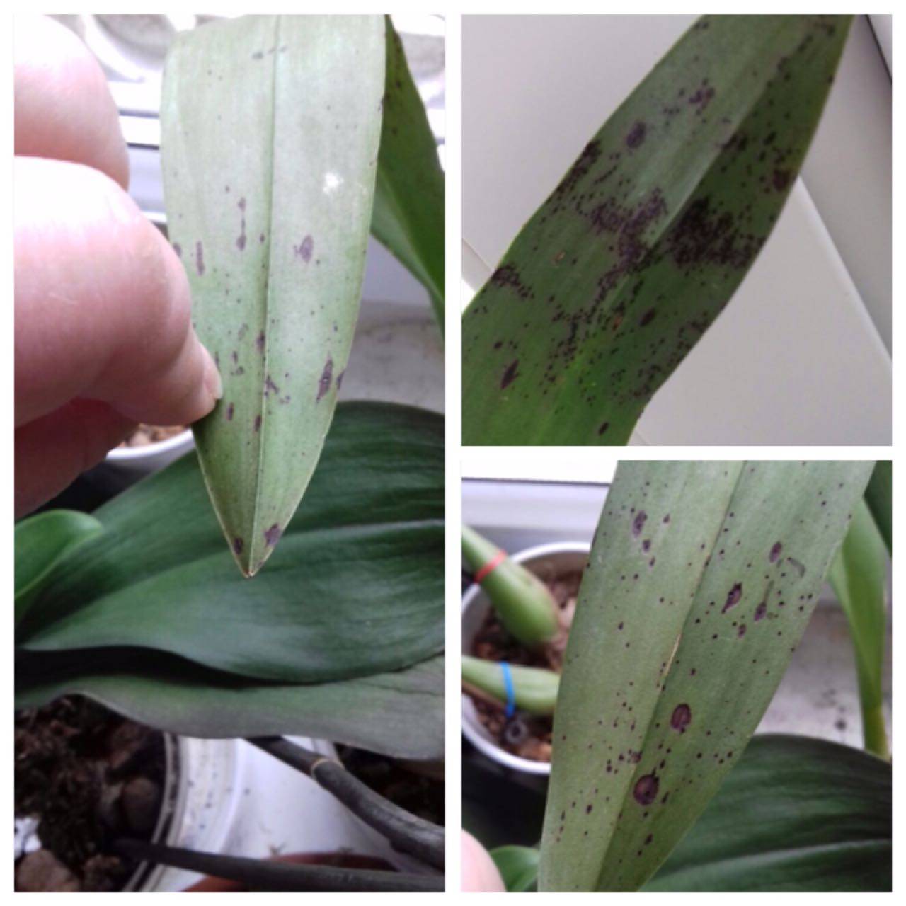 Орхидея камбрия: уход в домашних условиях