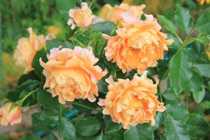 Роза грандифлора: описание, уход, популярные сорта с фото