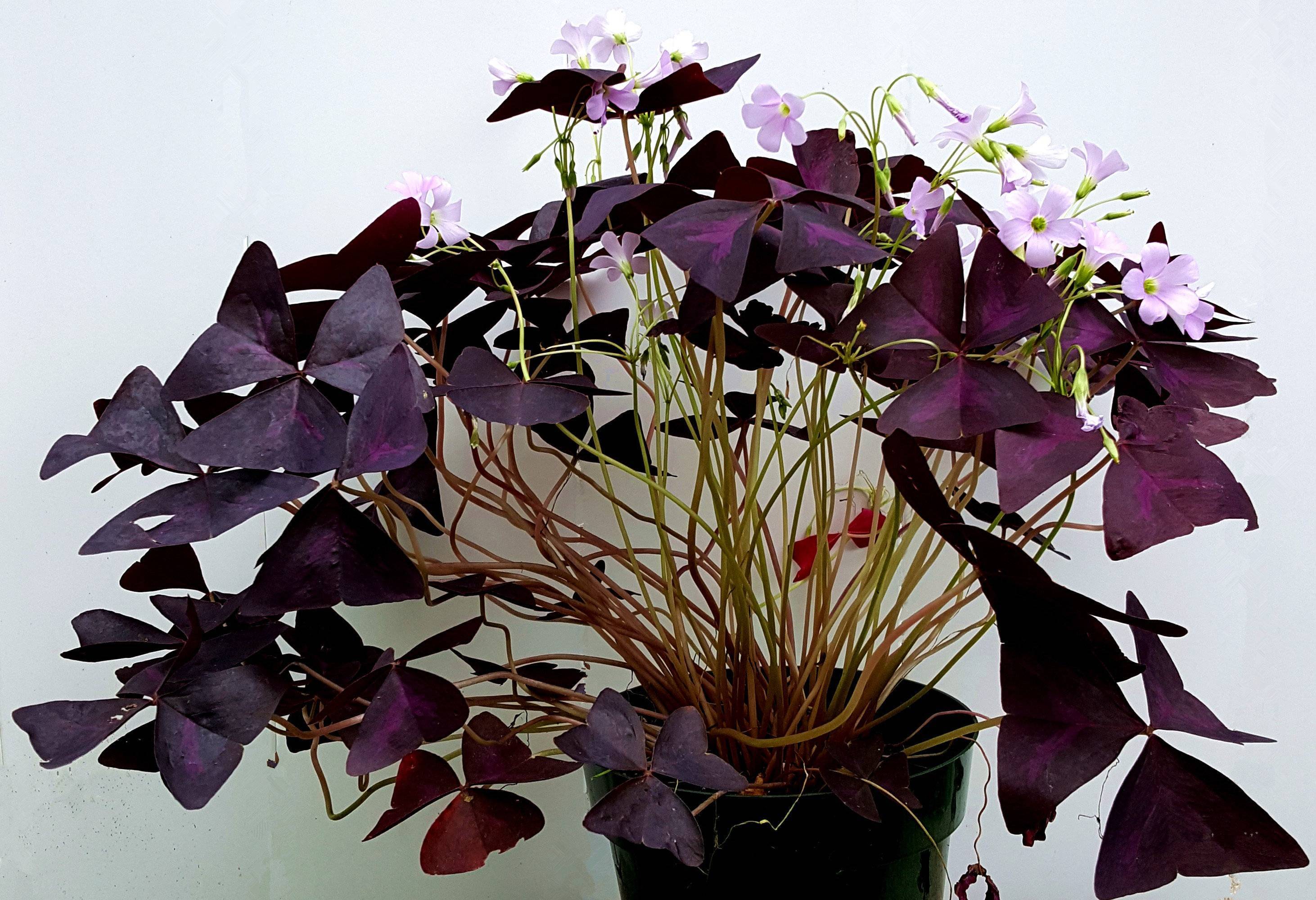 Кислица фиолетовая (оксалис): уход в домашних условиях, размножение, приметы - lifeflower