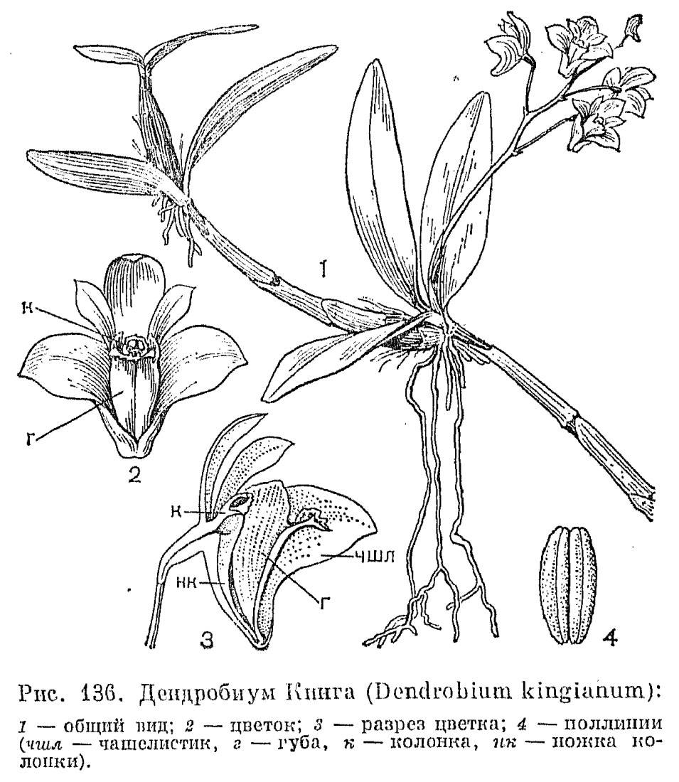 Орхидеи orchidaceae - классификация, описание, особенности выращивания и ухода в домашних условиях