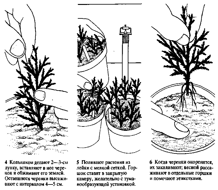 Барвинок: посадка и уход в открытом грунте, выращивание из семян, фото