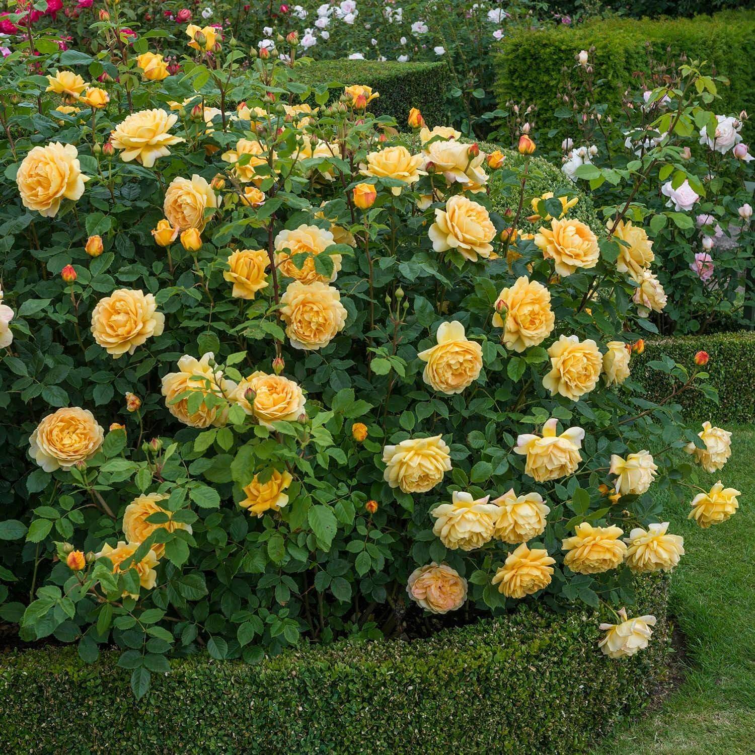 Роза голден селебрейшен: царственная аристократичность махровых бутонов
