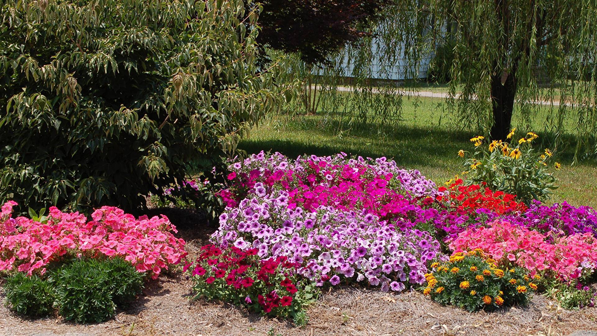 Бальзамин садовый (недотрога бальзаминовая): выращивание из семян, фото на клумбе, виды цветка, сорта, махровые, низкорослые