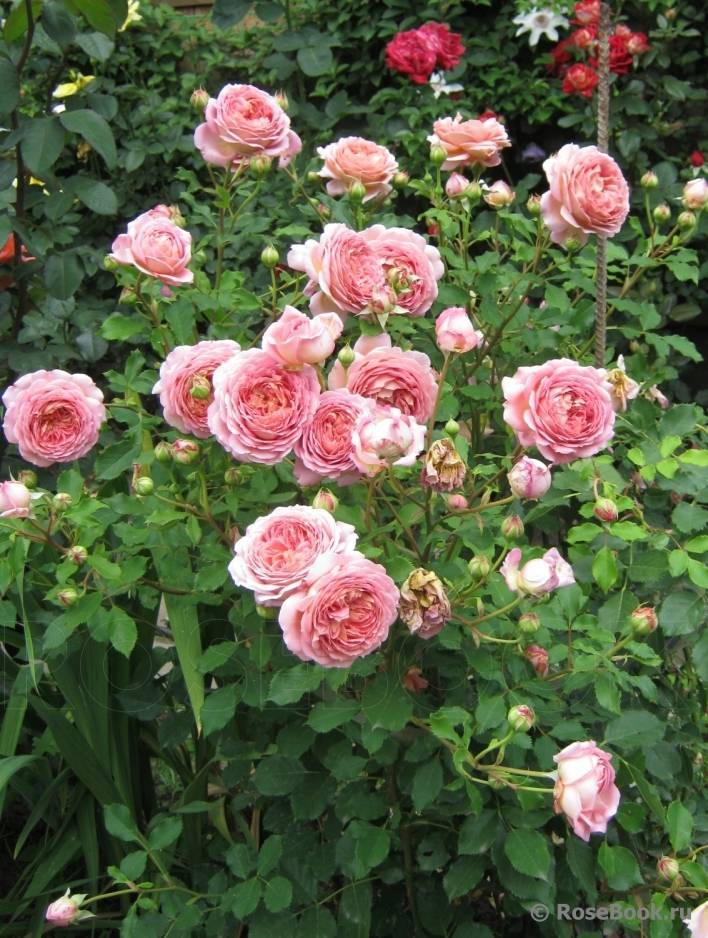 Описание и характеристики английской парковой розы сорта джубили селебрейшн