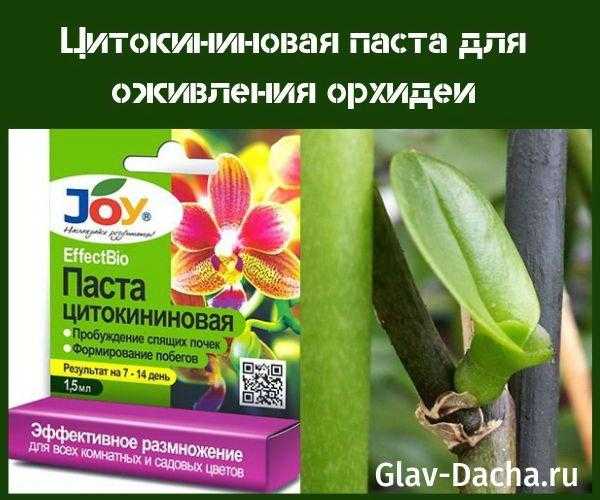 Цитокининовая паста для орхидей: применение для ускорения цветения и размножения