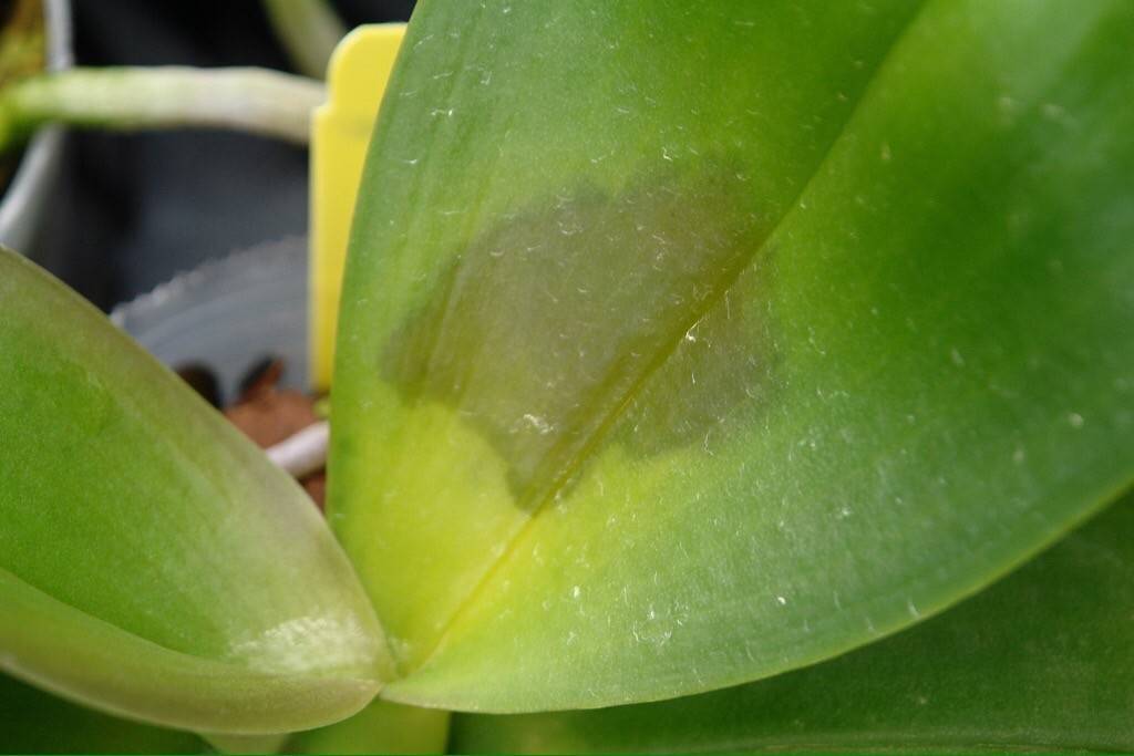 Пятна на листьях фаленопсиса: темные, черные, коричневые, вдавленные,что делать, когда на цветках фаленопсиса появились мохнатые белые пятна