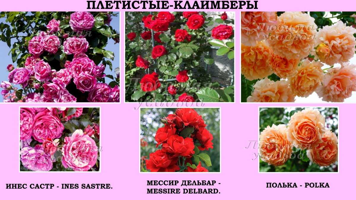 Плетистая роза лавиния фото и описание