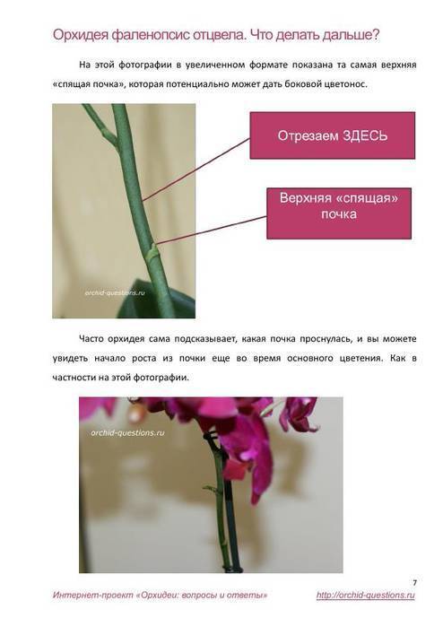 Как заставить орхидею выпустить цветонос: почему эпифит не даёт стрелки, что сделать, если побег замер, и могут ли несколько стеблей расти вверх в домашних условиях?