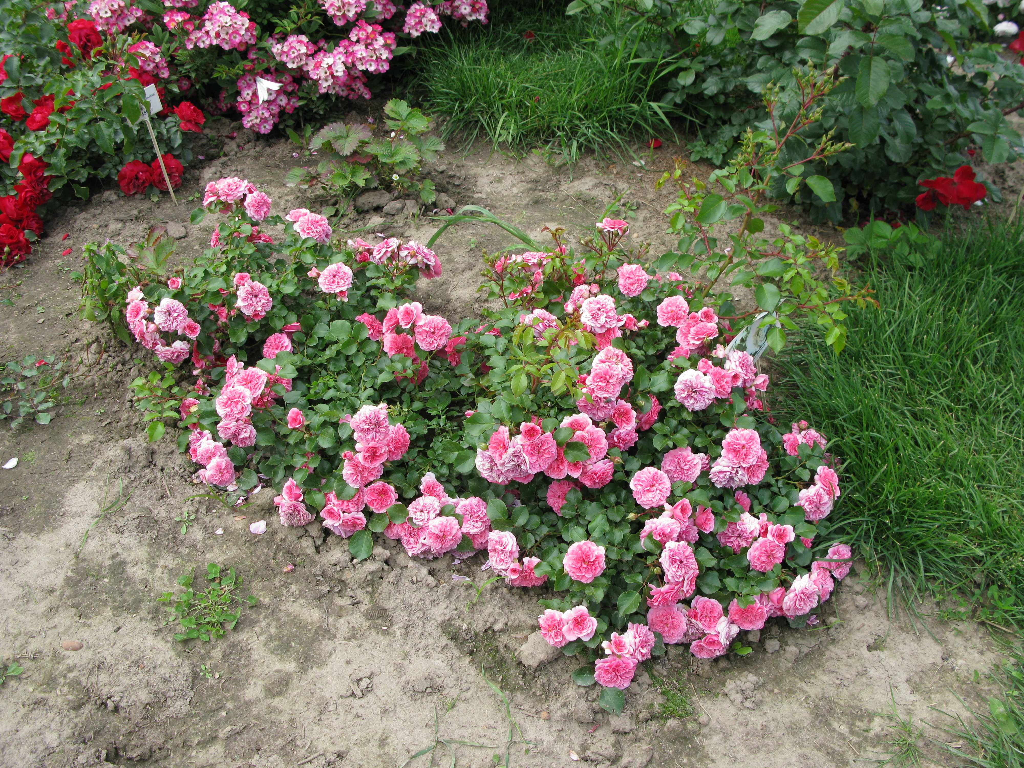 Роза флорибунда: описание, популярные сорта с фото, особенности ухода