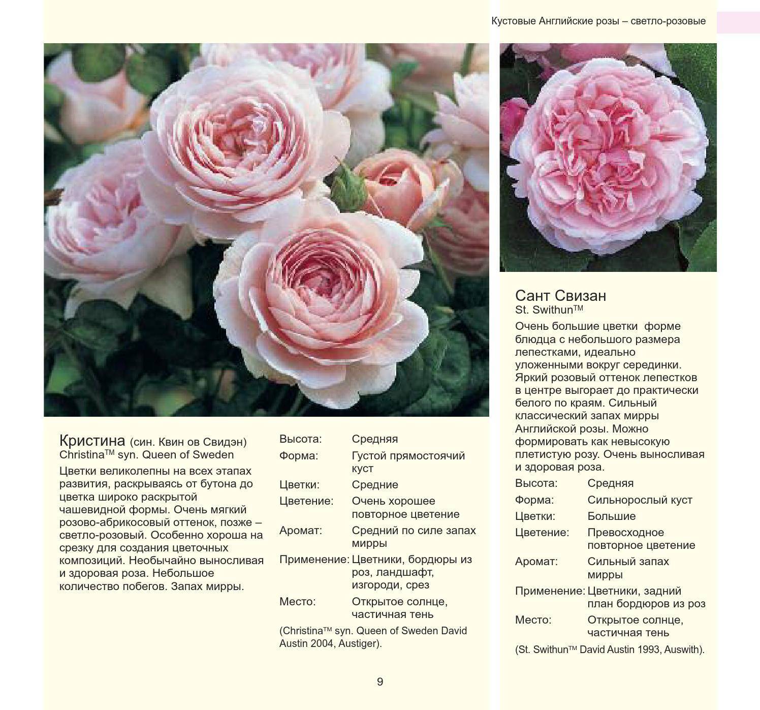 Роза принц: описание сорта и характеристики, правила посадки и выращивания