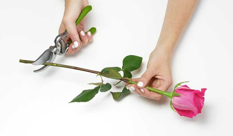 Как обрезать комнатную розу: нужно ли это делать на зиму, когда правильно провести процедуру для домашнего растения в горшке, до цветения или после него?