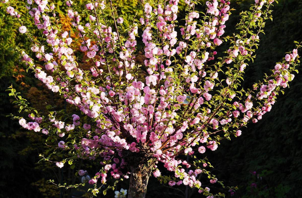Миндаль кустарник — декоративное цветущее растение