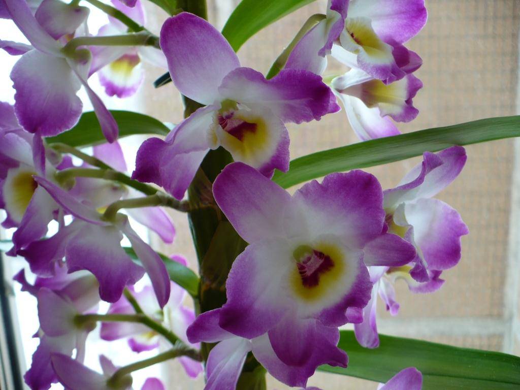 Орхидея дендробиум: уход в домашних условиях - комнатные и садовые растения, уход за ними sad-doma.net