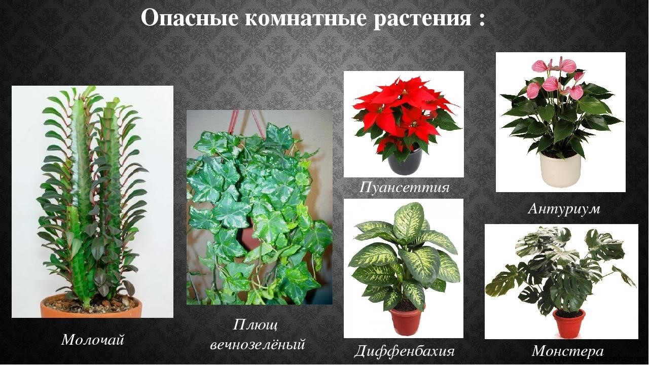Комнатные цветы с красными листьями: фото и названия домашних растений
