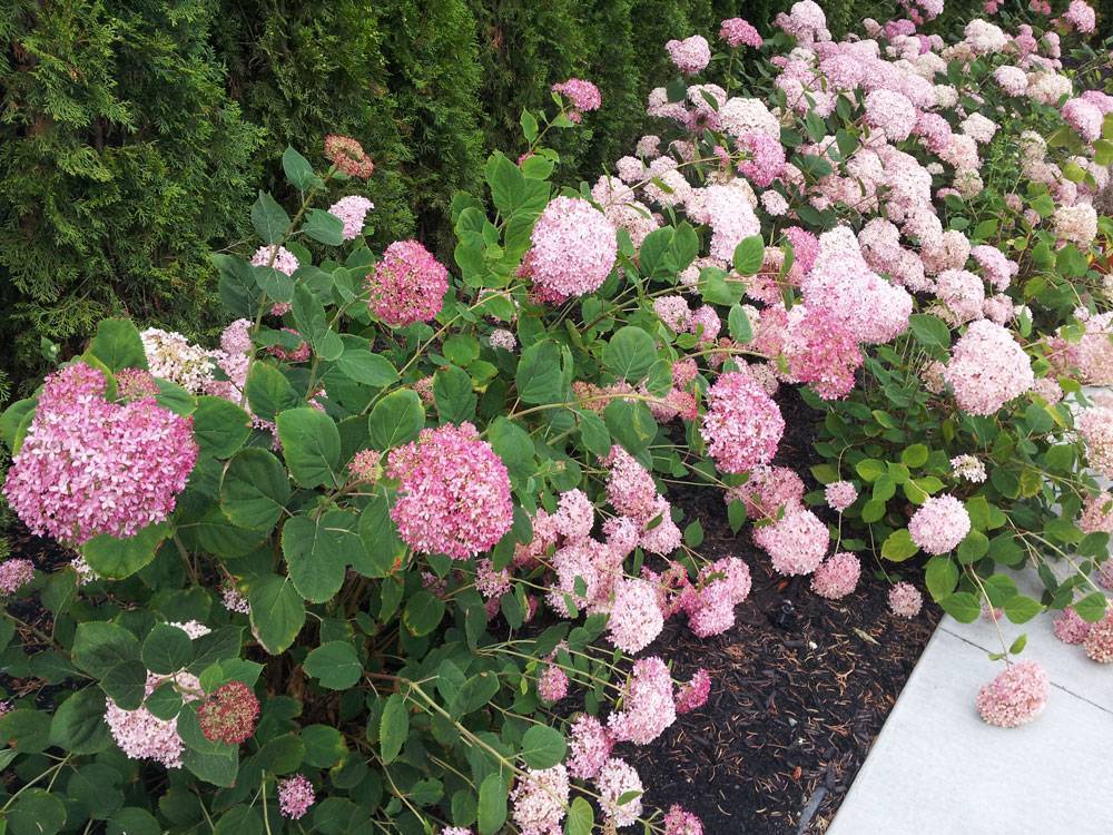 Сорта древовидной гортензии с розовыми цветками, которые не нуждаются в укрытии. фото — ботаничка