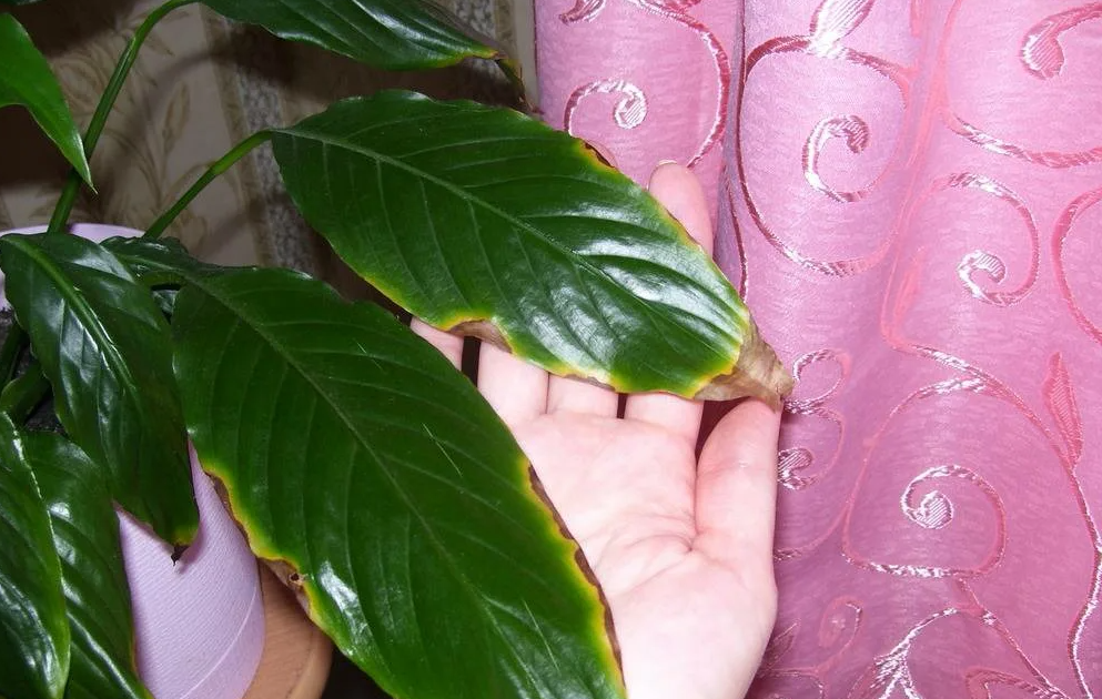 Сохнут кончики листьев у комнатных растений: что делать, причины