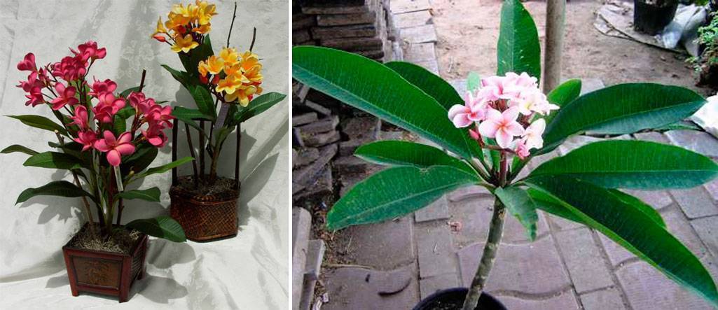 Цветок плюмерия: как вырастить из семян в домашних условиях, уход и посадка франжипани