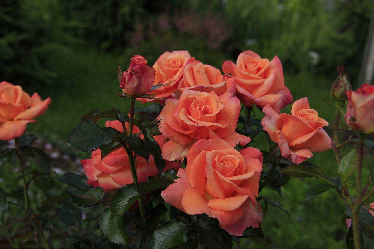 Роза моника (monica): фото и описание, отзывы, характеристики