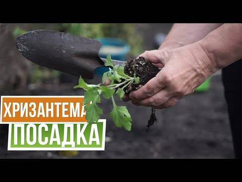 Как вырастить хризантему на даче - фермеры россии
