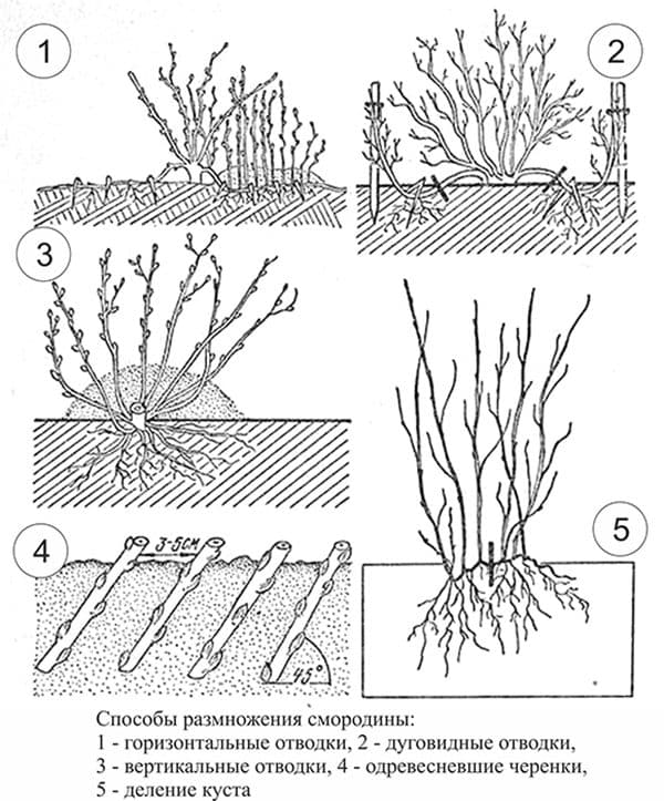 Заготовка и укоренение черенков как эффективный способ размножения кустов барбариса
