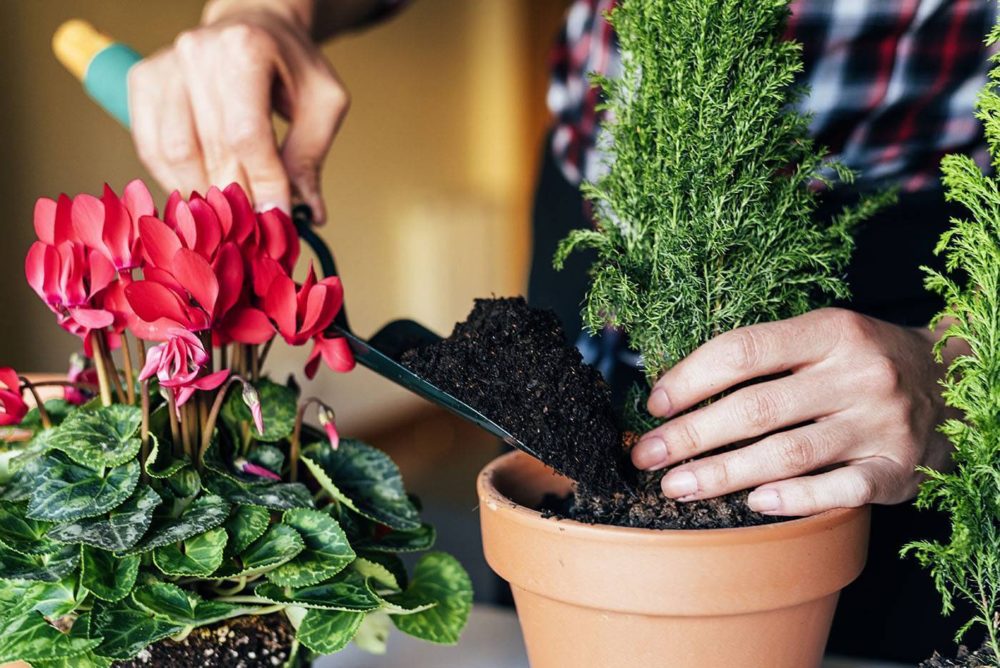 Как ухаживать за комнатными цветами: правильный уход за домашними растениями