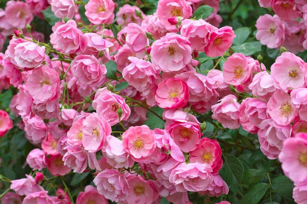Гибридная роза eyes for you (айс фо ю): описание сорта, фото в саду