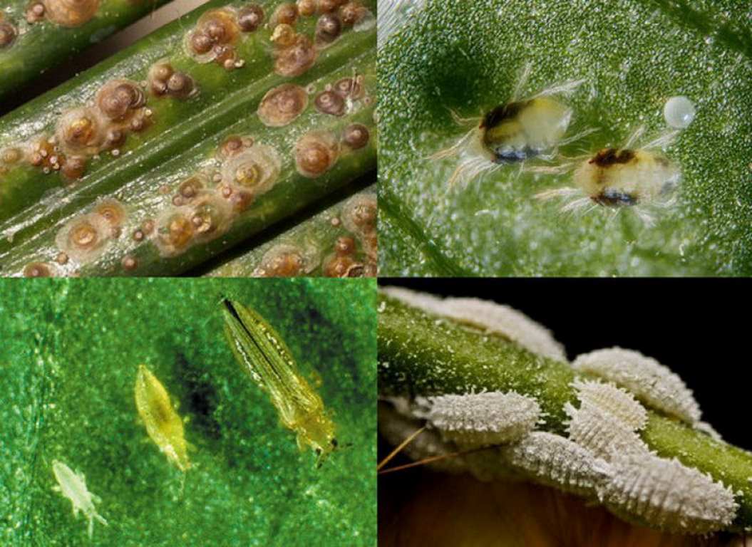 Вредители орхидей фаленопсис и их лечение: фото разных видов паразитов, их особенности и методы борьбы с этими насекомыми