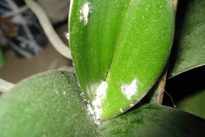 На орхидее белый налет: почему и чем лечить, как бороться с ним домашними средствами, как избавиться от белых пятен на цветах и от плесени на корне растения, а также от мучнистого червеца и росы