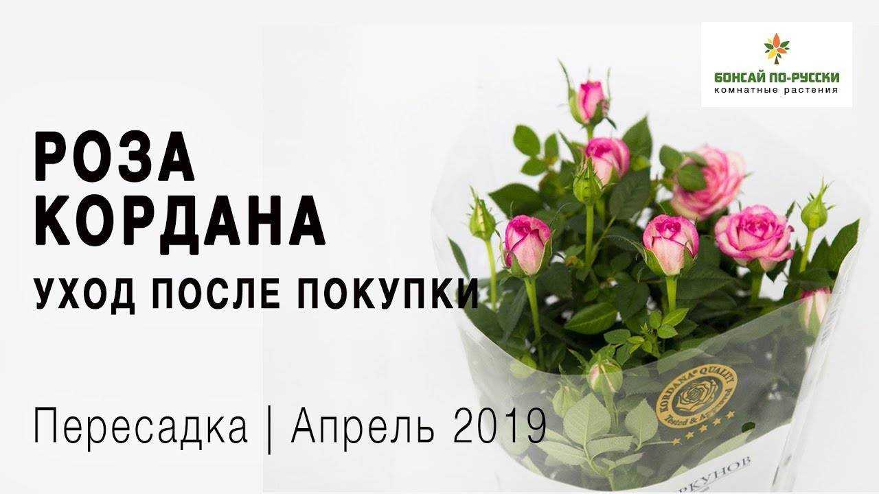 ᐉ как поливать розу кордана - godacha.ru