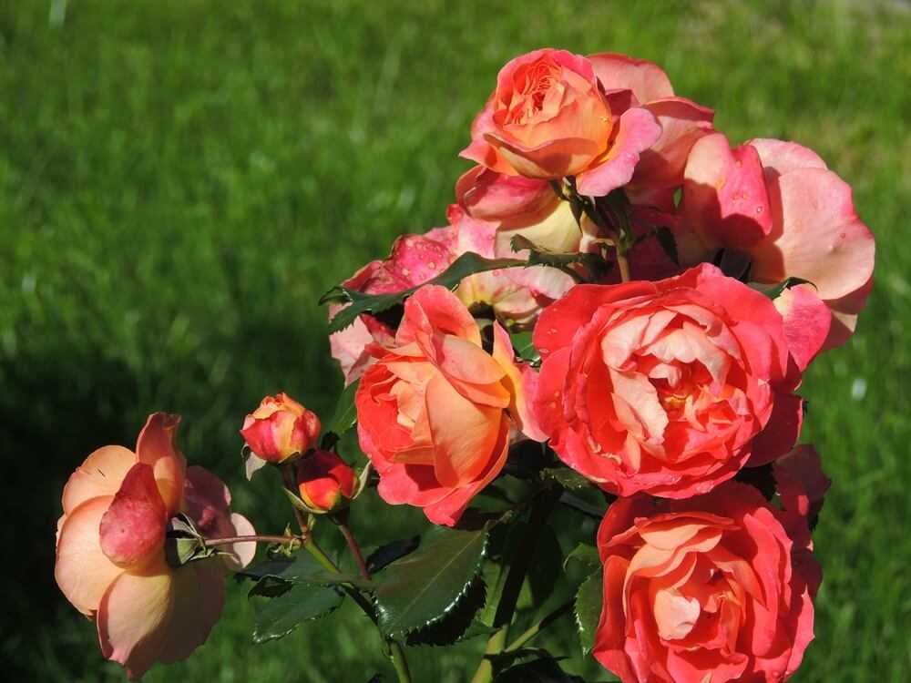Роза Братья Гримм (Gebruder Grimm) — что это за сорт, описание