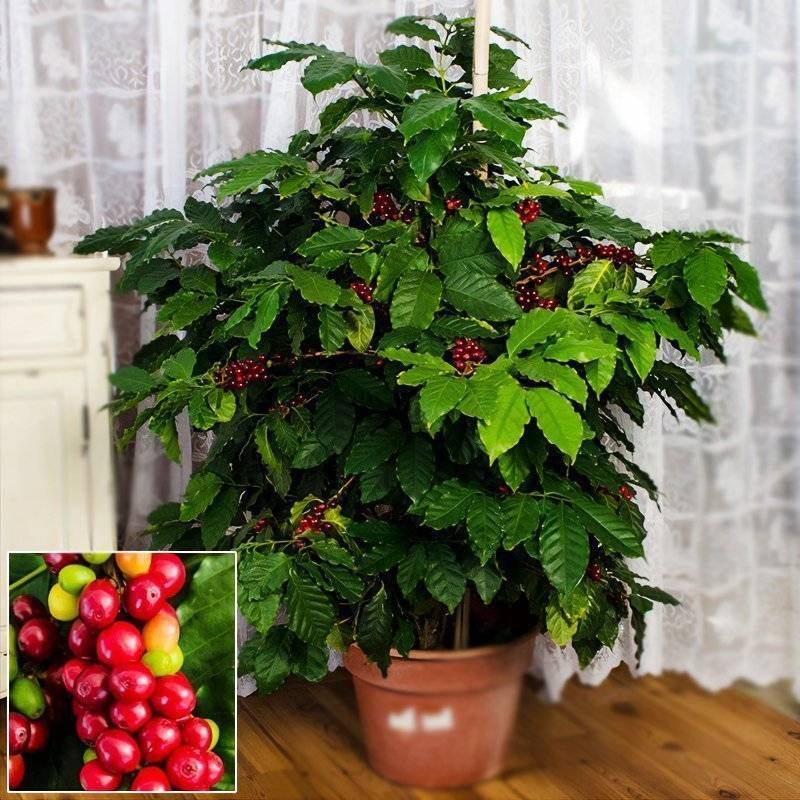 Кофе арабика (coffea arabica) - комнатное растение в домашних условиях