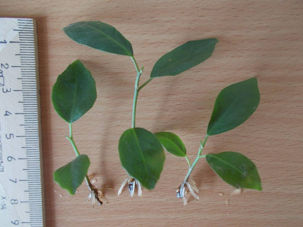 Выращивание фикуса гинсенг: как посадить, ухаживать, удобрять, размножать